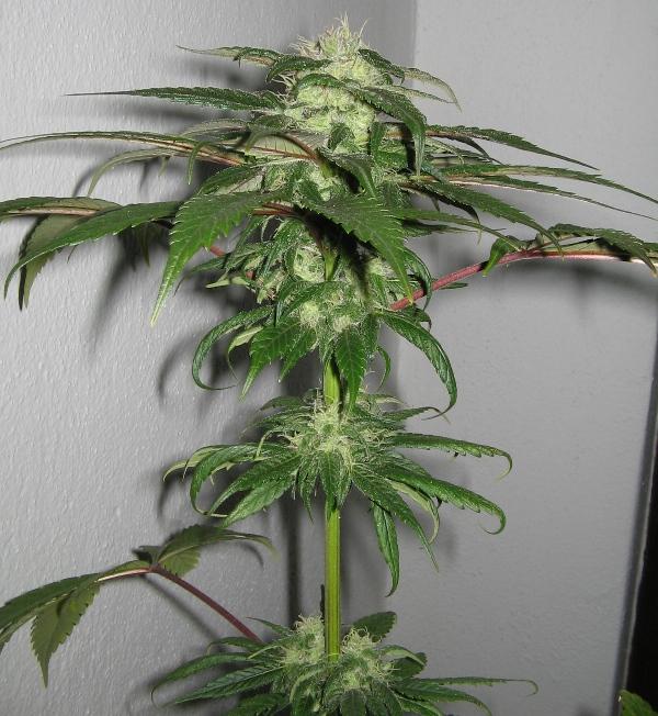 Original Blue Cheese