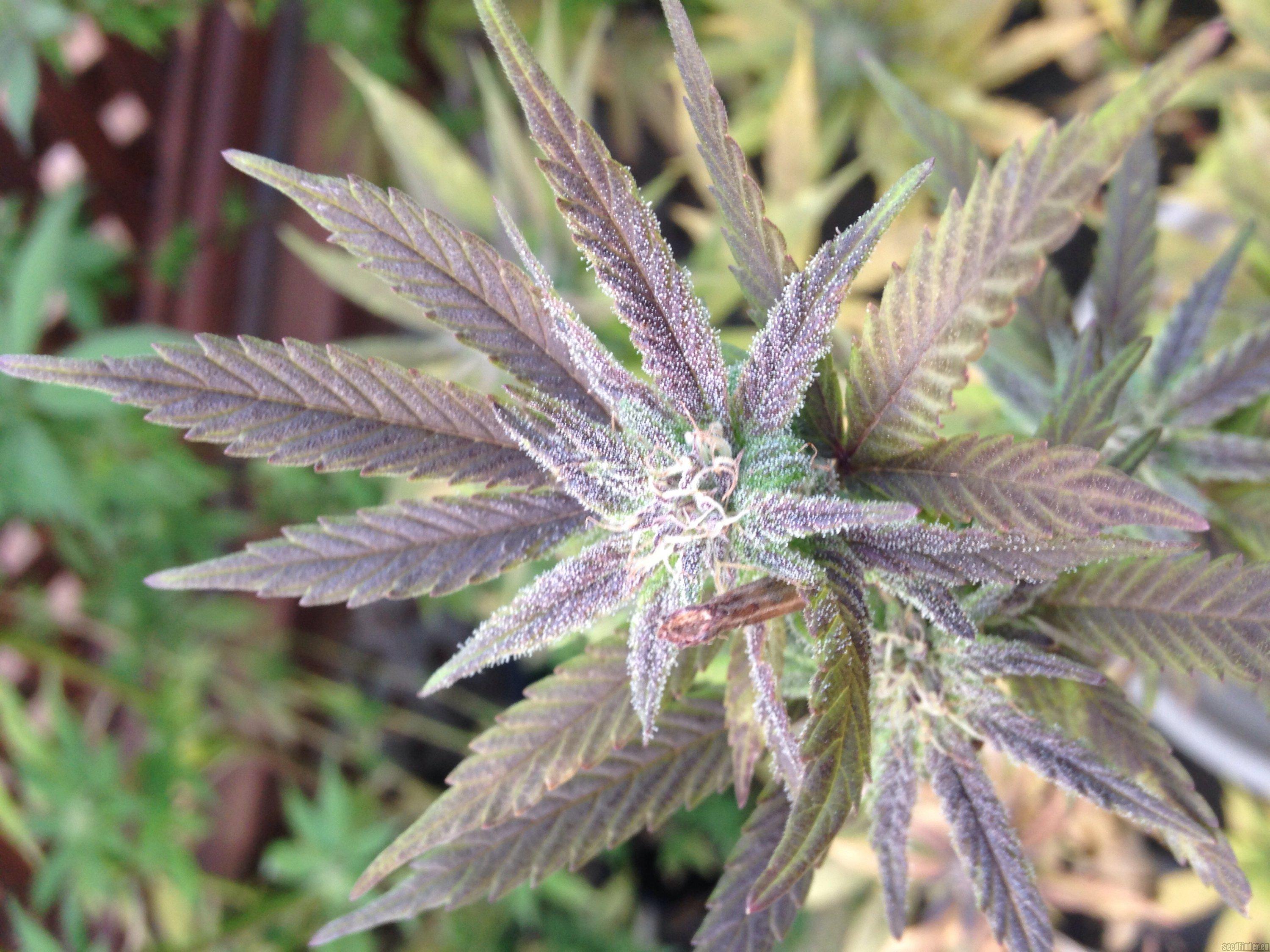 Original Blueberry Auto