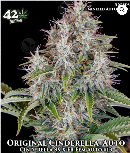Original Cinderella Auto
