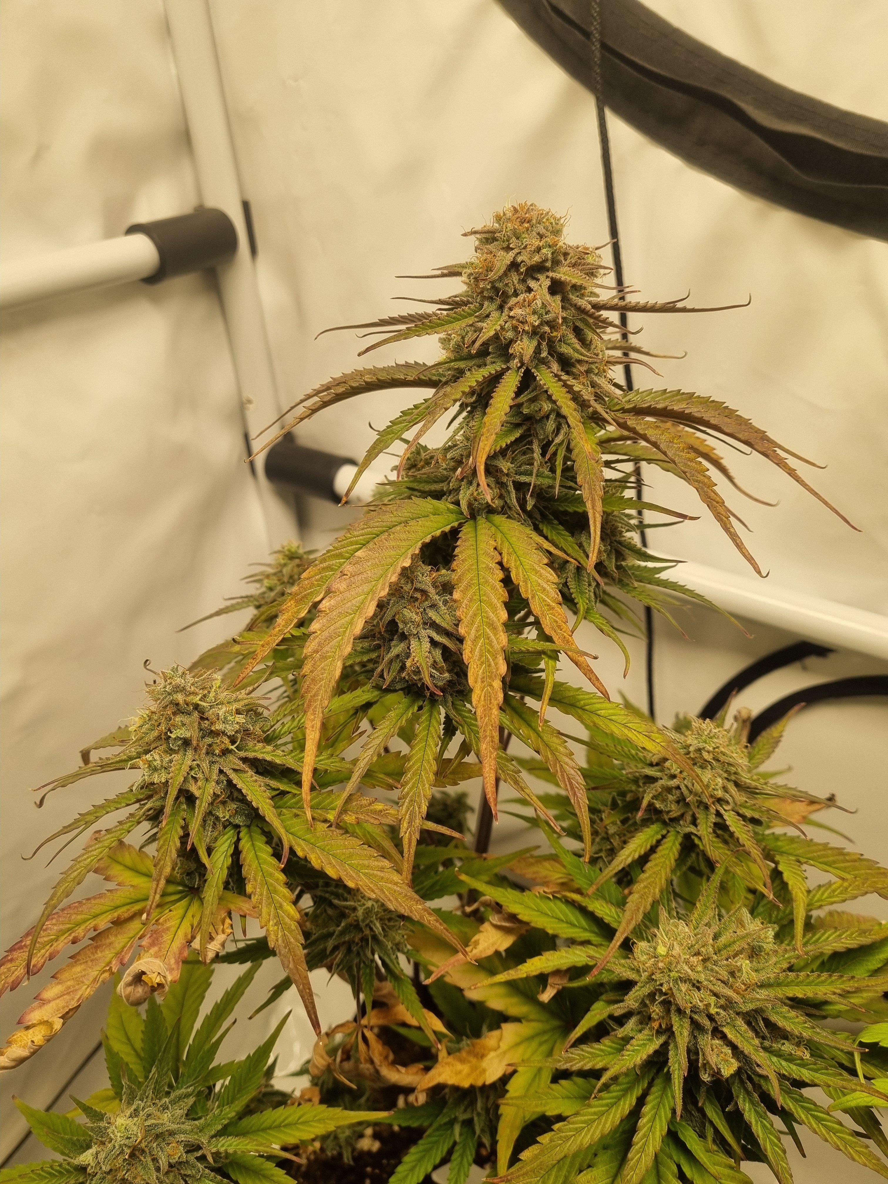 Orion F1 Auto