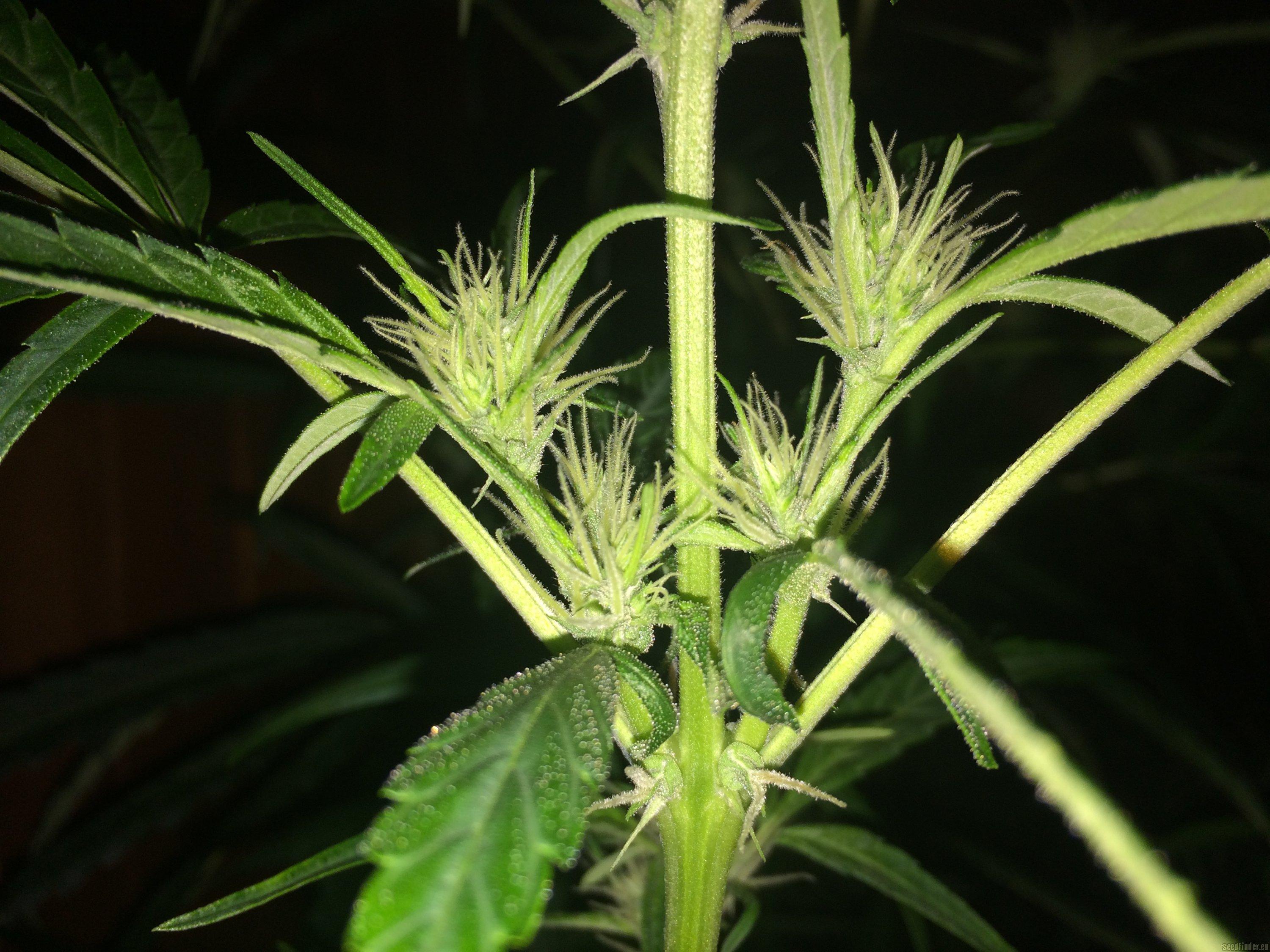 Panama Haze
