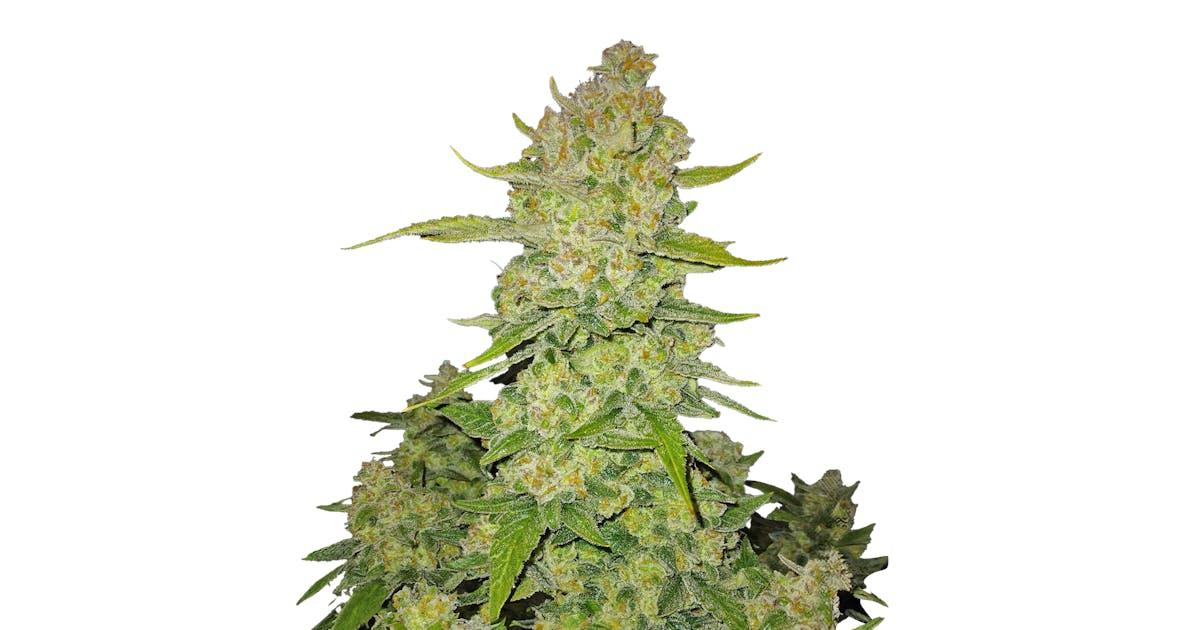 Papaya Cookies Auto