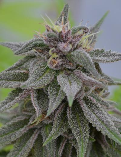 Peach Candy