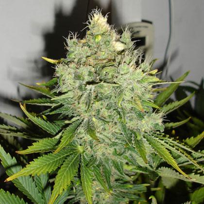 Pepper Jack Haze