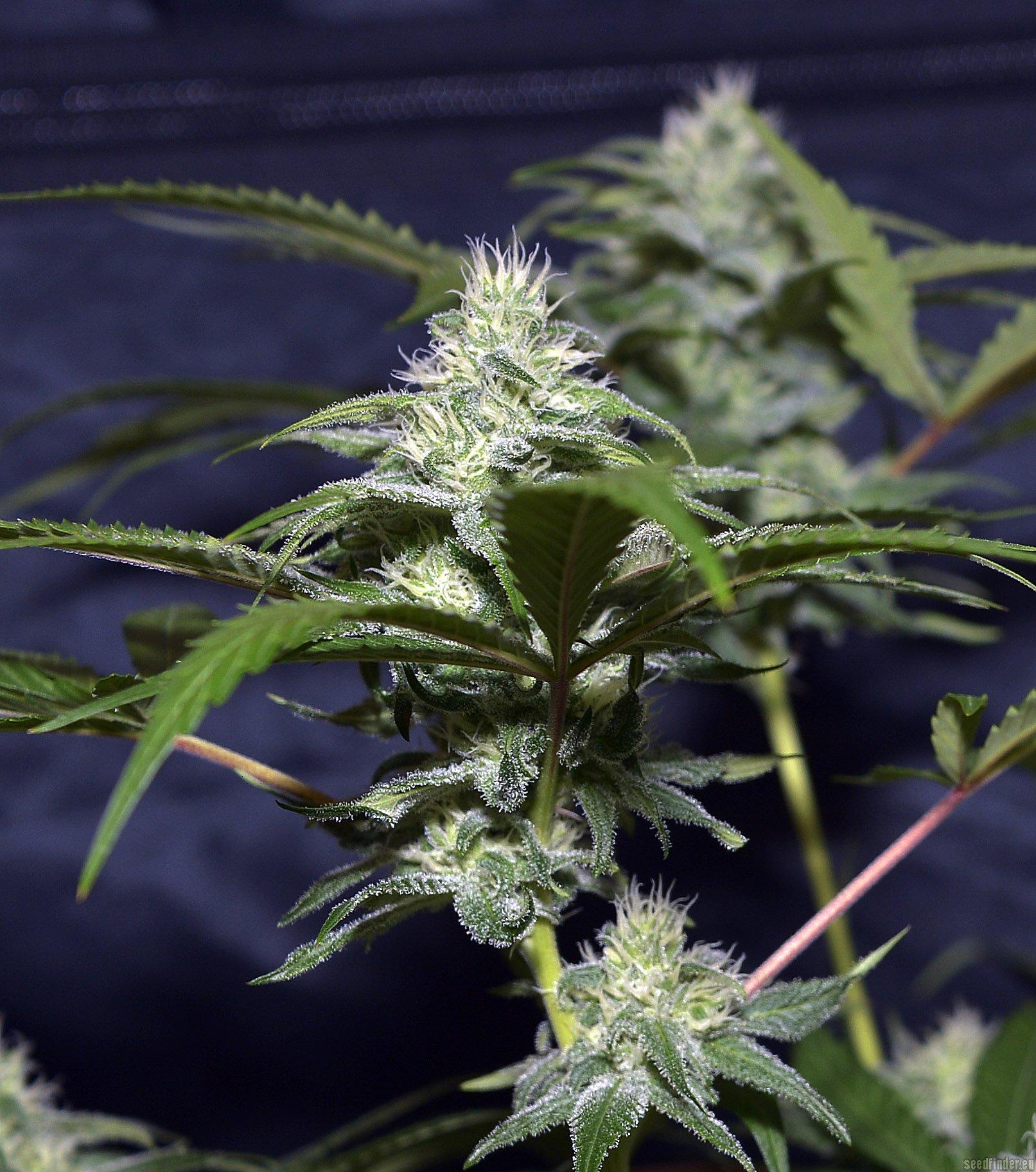 Peyote Critical