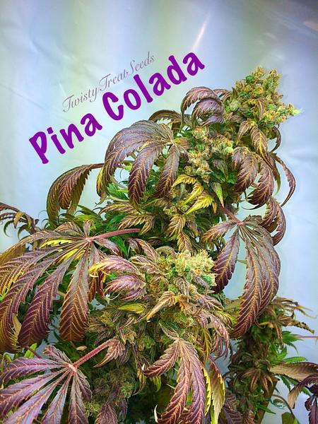 Pina Colada