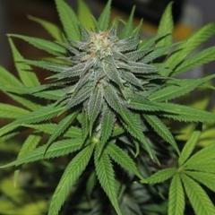 Pineapple Express