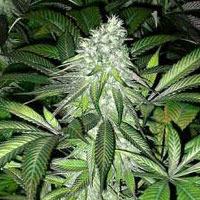 Pineapple Express