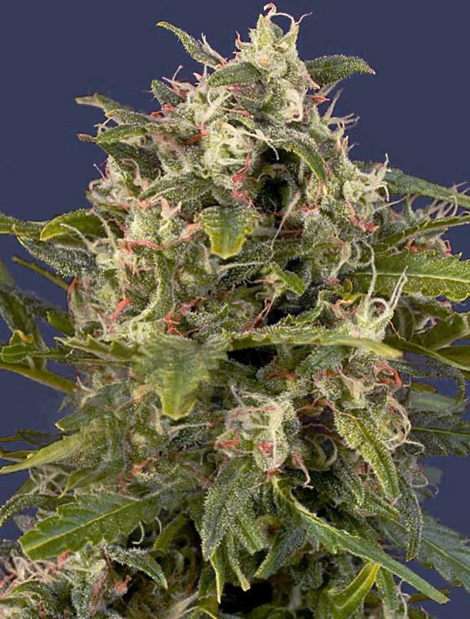 Pineapple Express Auto