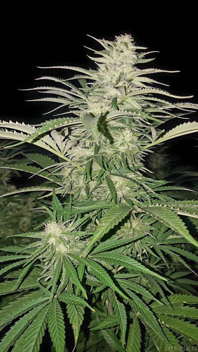 Pineapple Kush