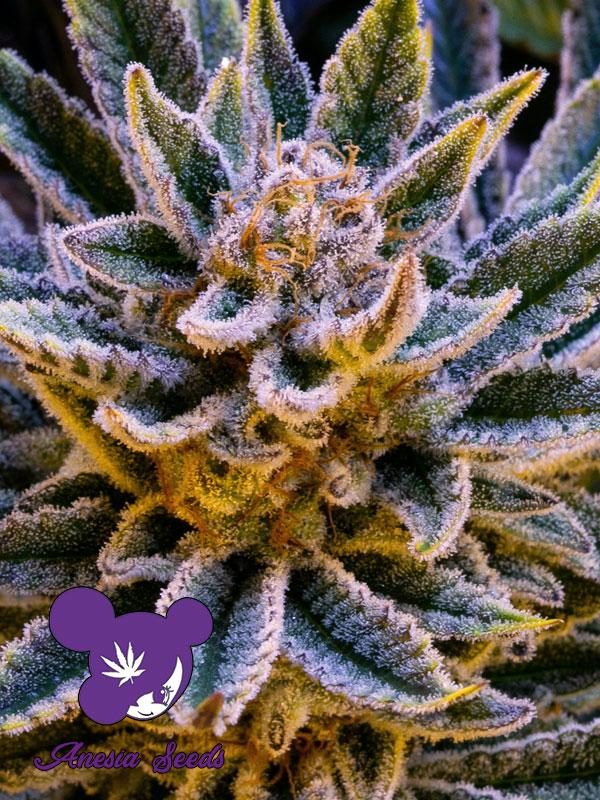 Pineapple Runtz Auto