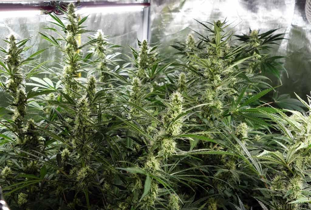 Pink Kush