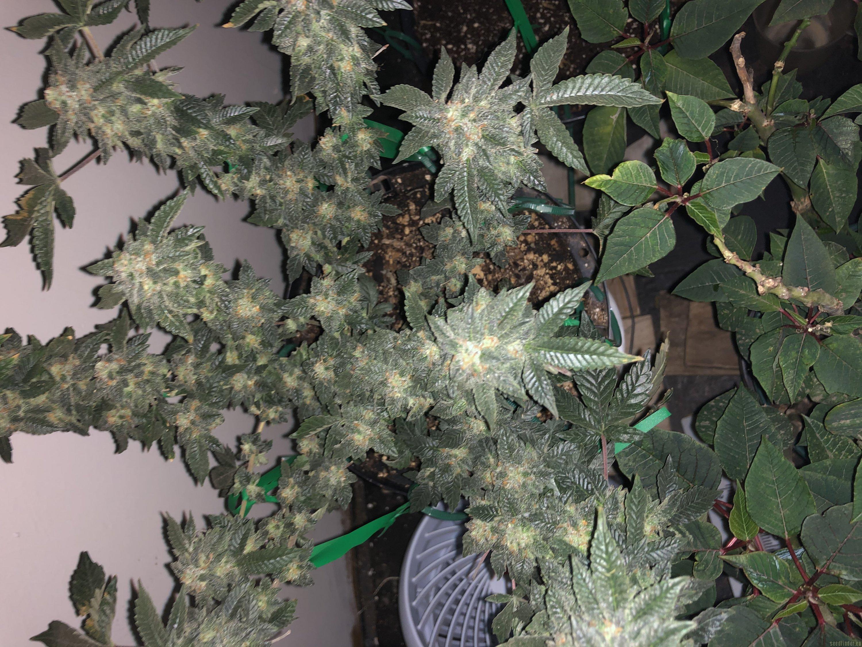 Platinum OG