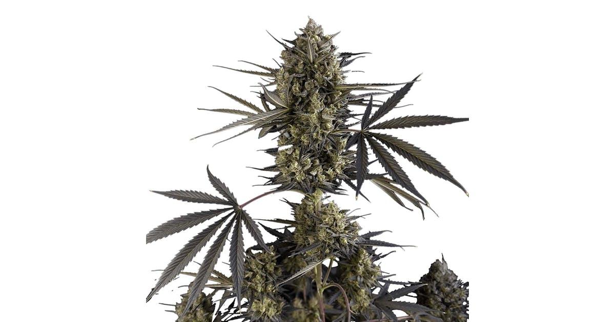 Pound Cake Auto