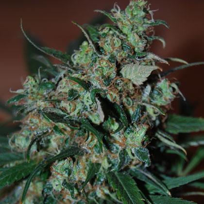 Power Bud