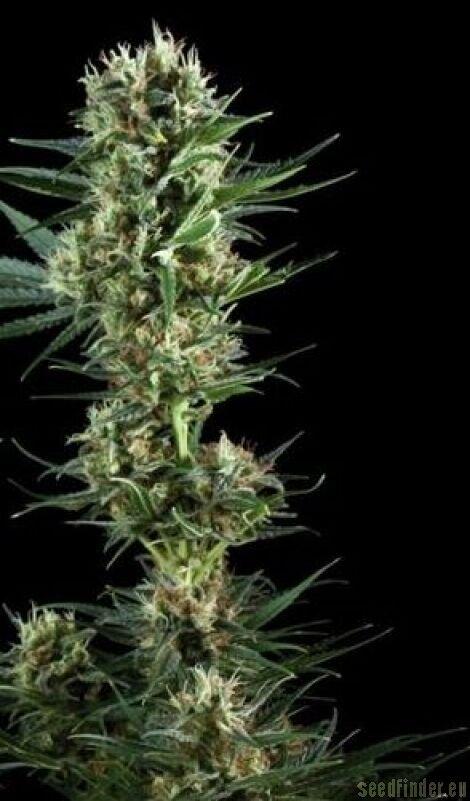 Power Flower