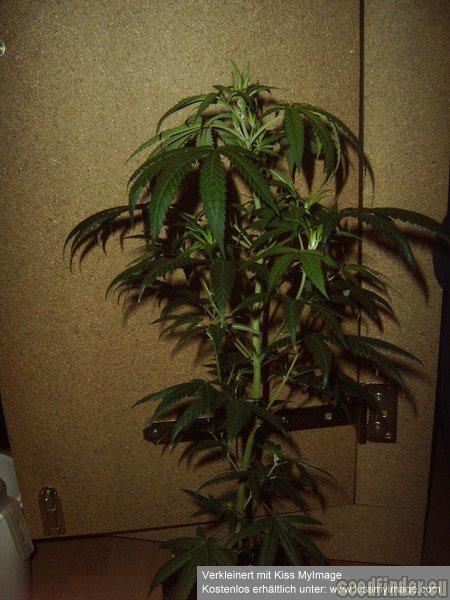 Power Plant