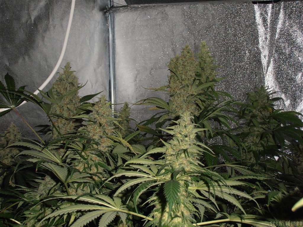 Power Plant