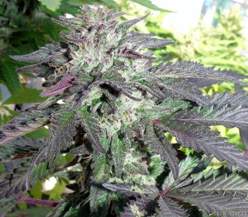 Professor Trichome - Cherry Pie