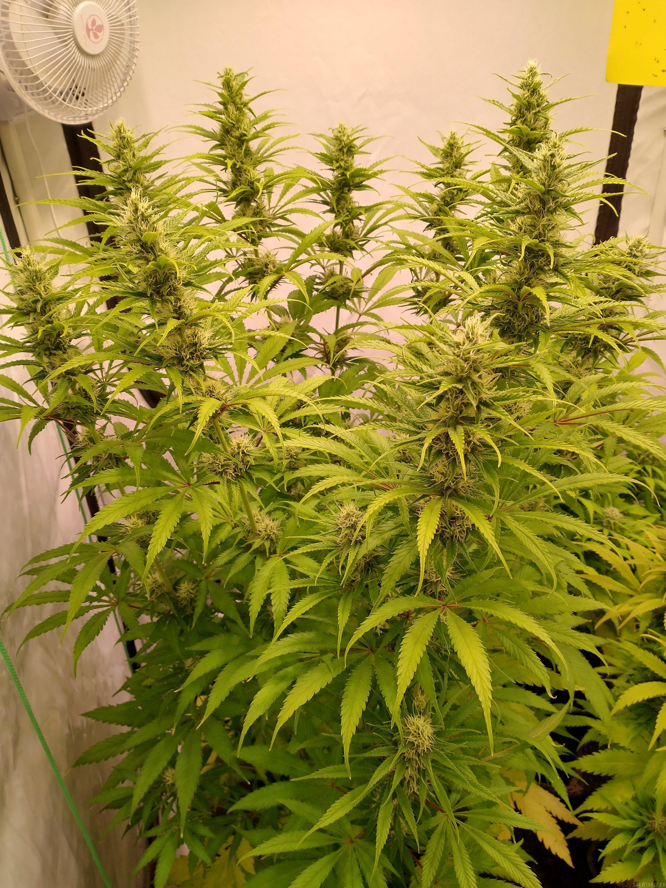 Professor Trichome - Gelato
