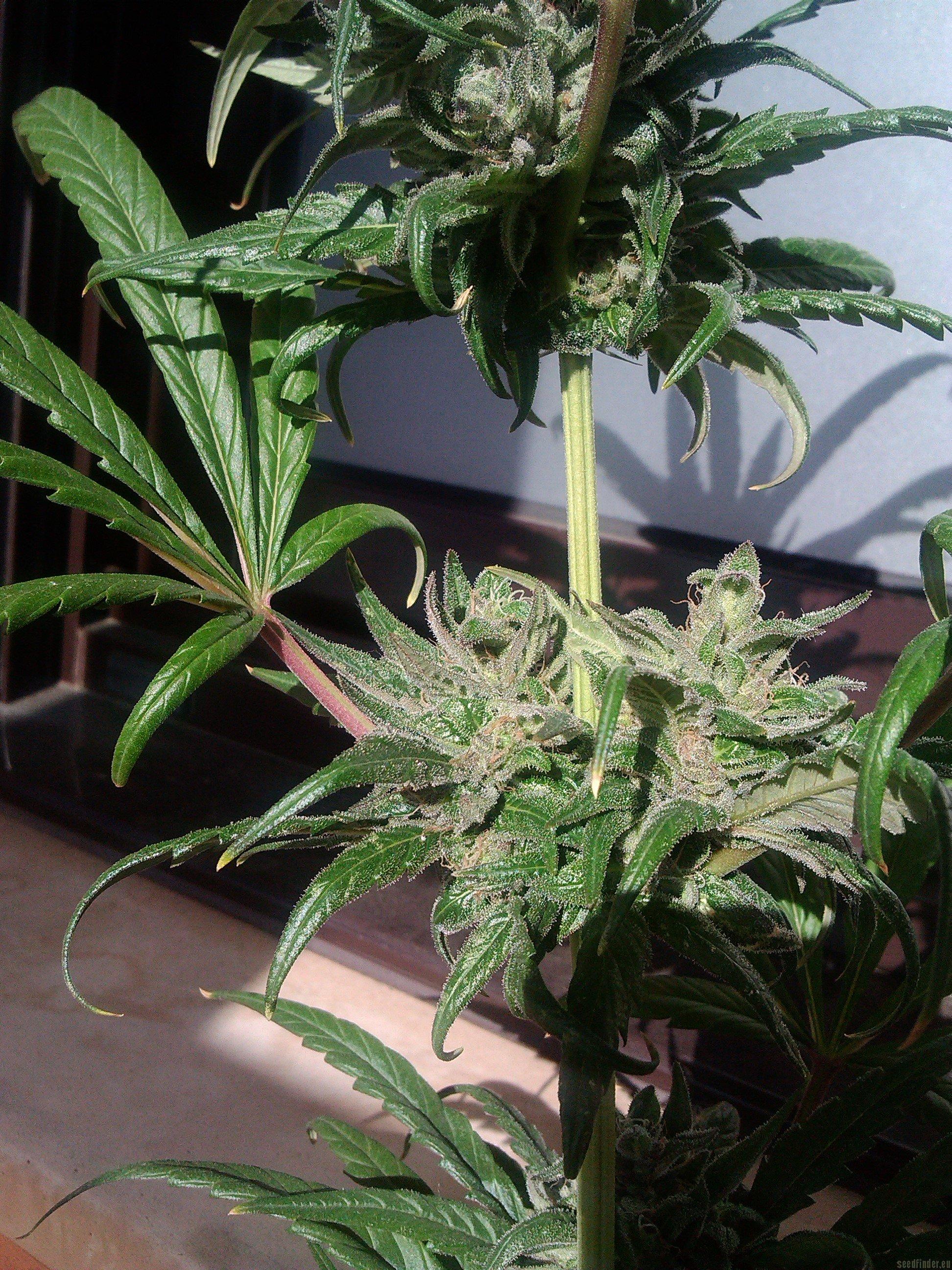 Pure Kush