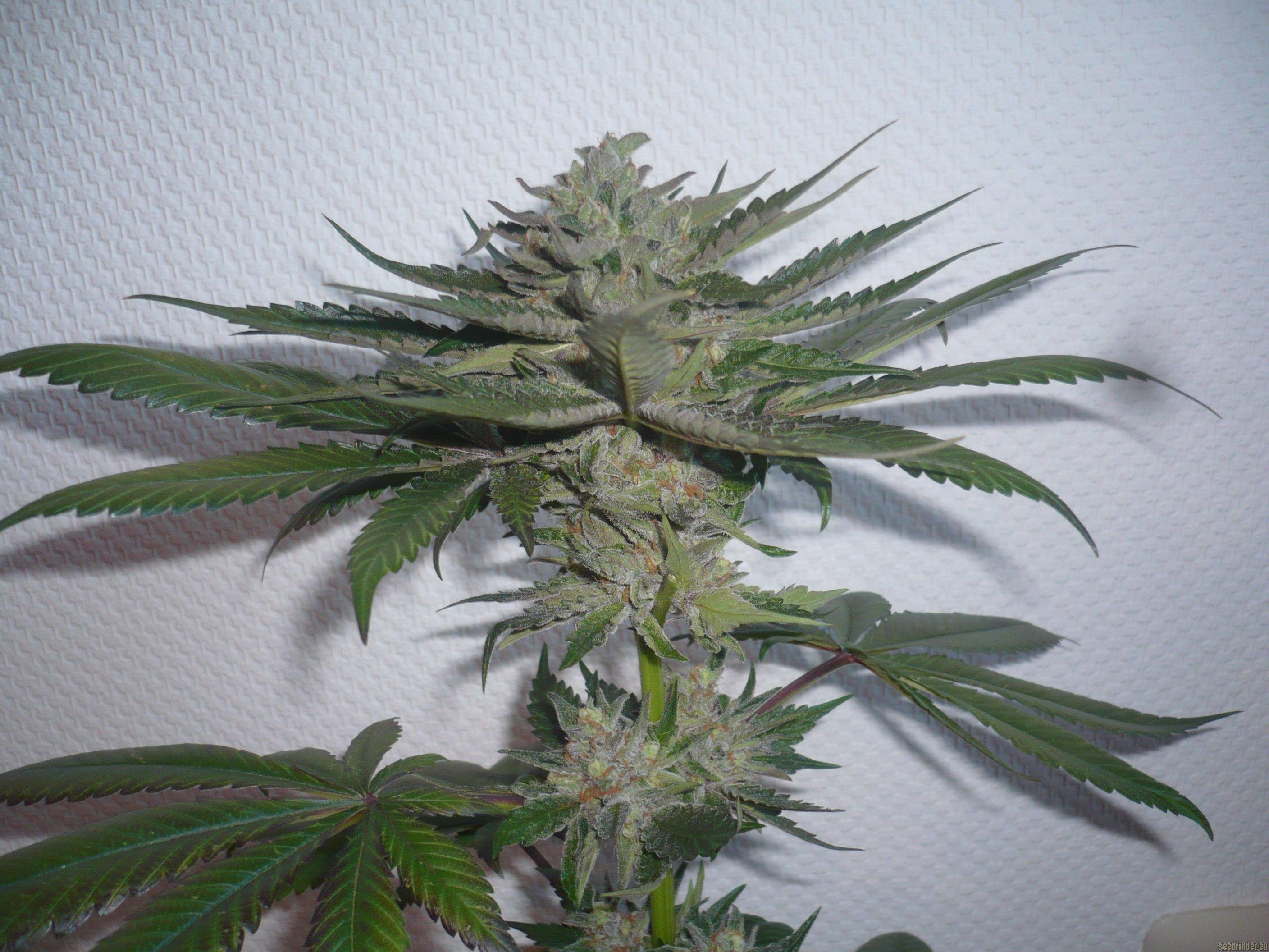 Purple Afghan Kush