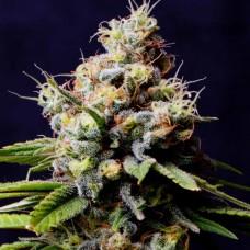 Purple Berry Kush