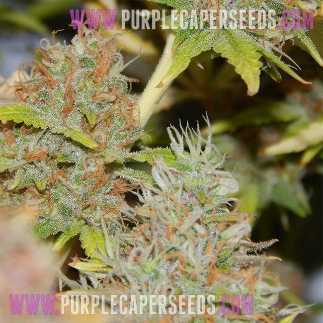 Purple Caper