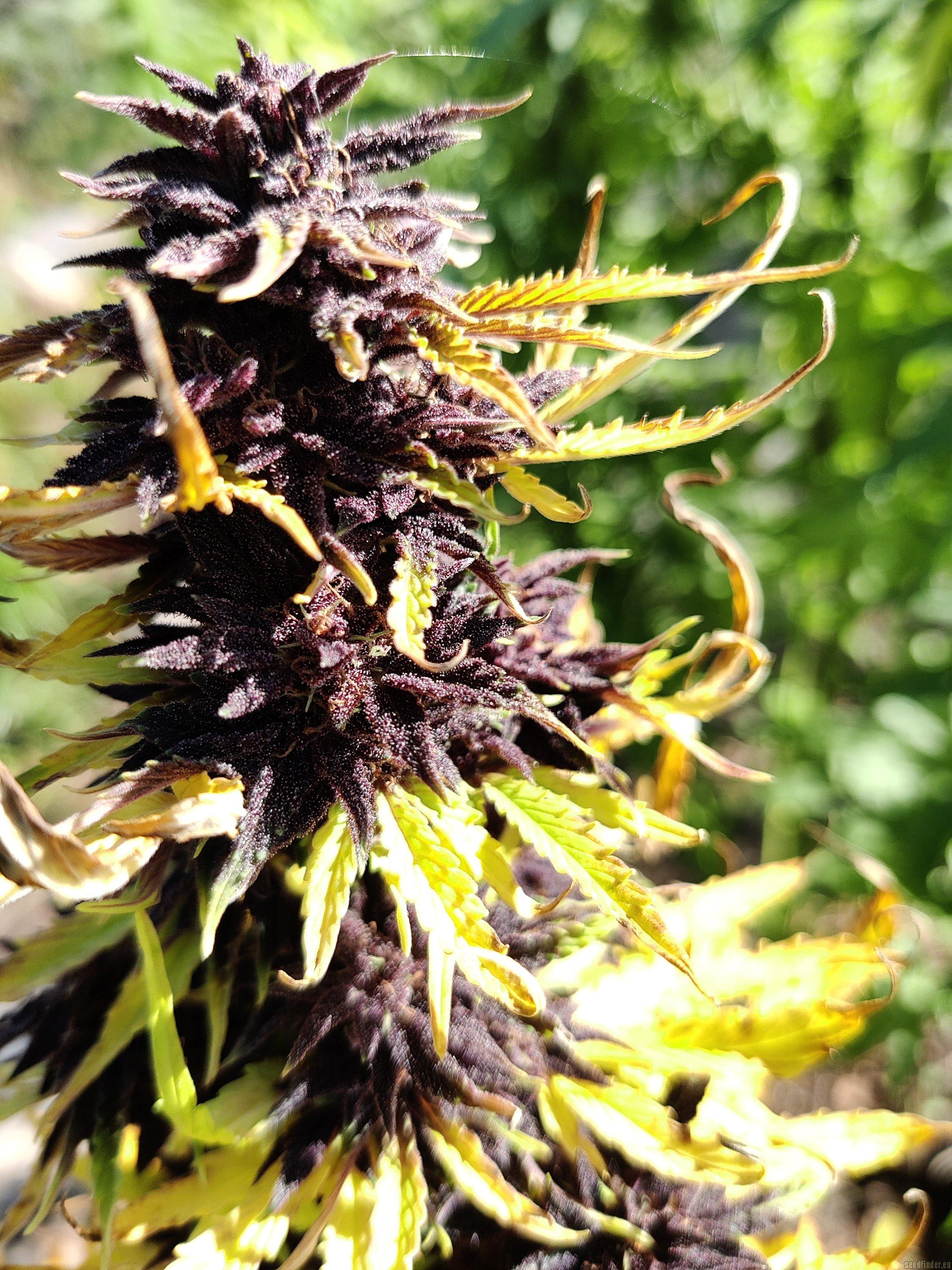 Purple Cookie Kush