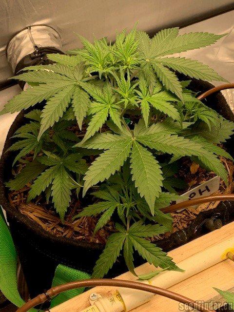 Purple Haze Auto