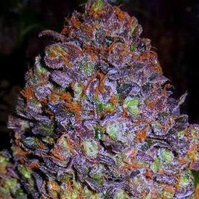Purple Haze Auto