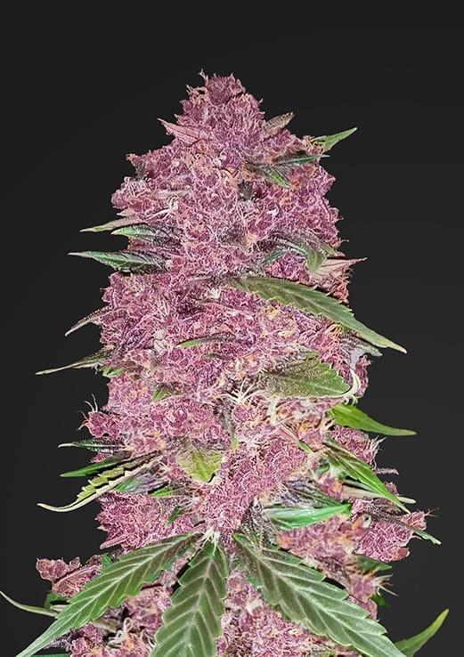 Purple Lemonade