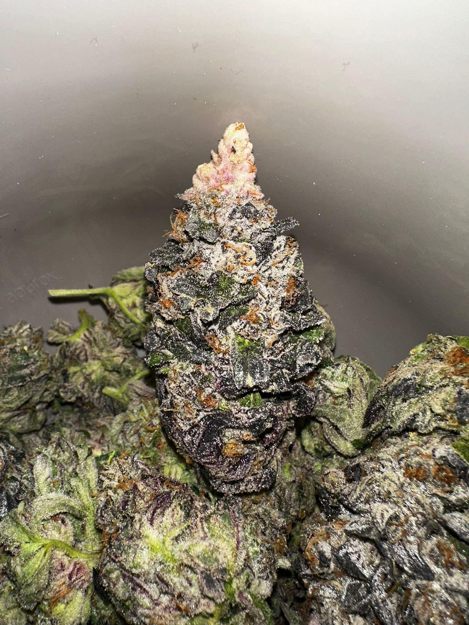 Purple Mints