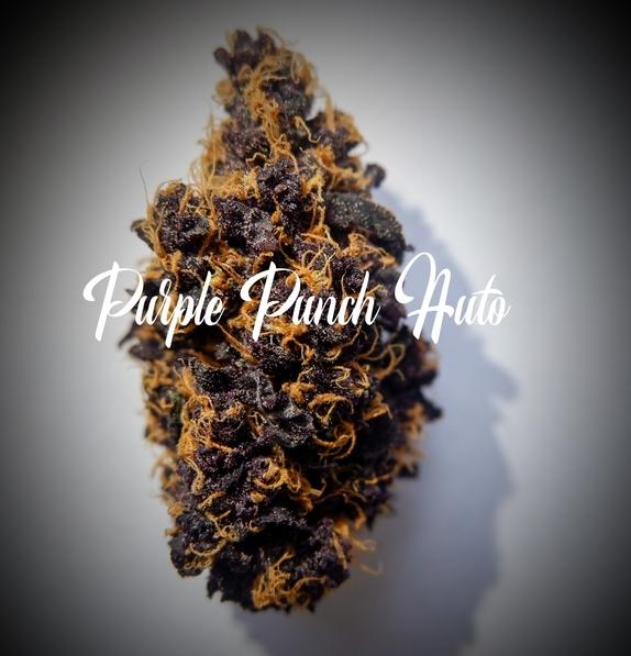 Purple Punch Auto