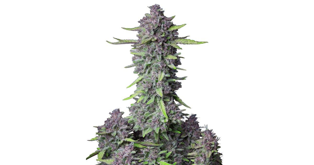 Purple Punch Auto