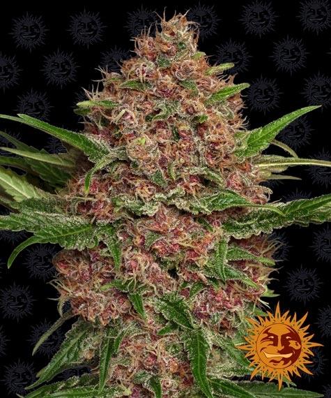 Purple Punch Auto