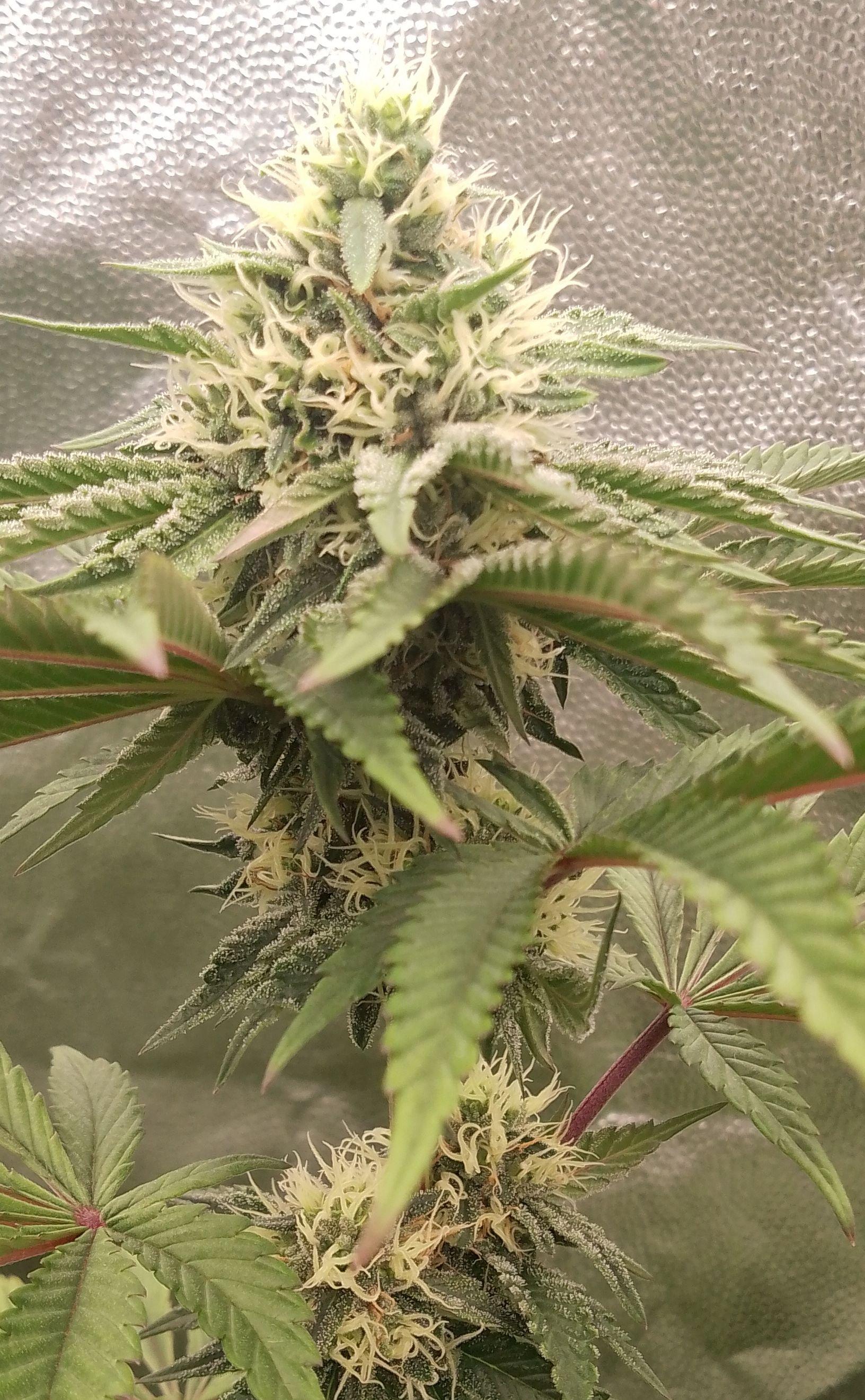 Purple Punch Cookies