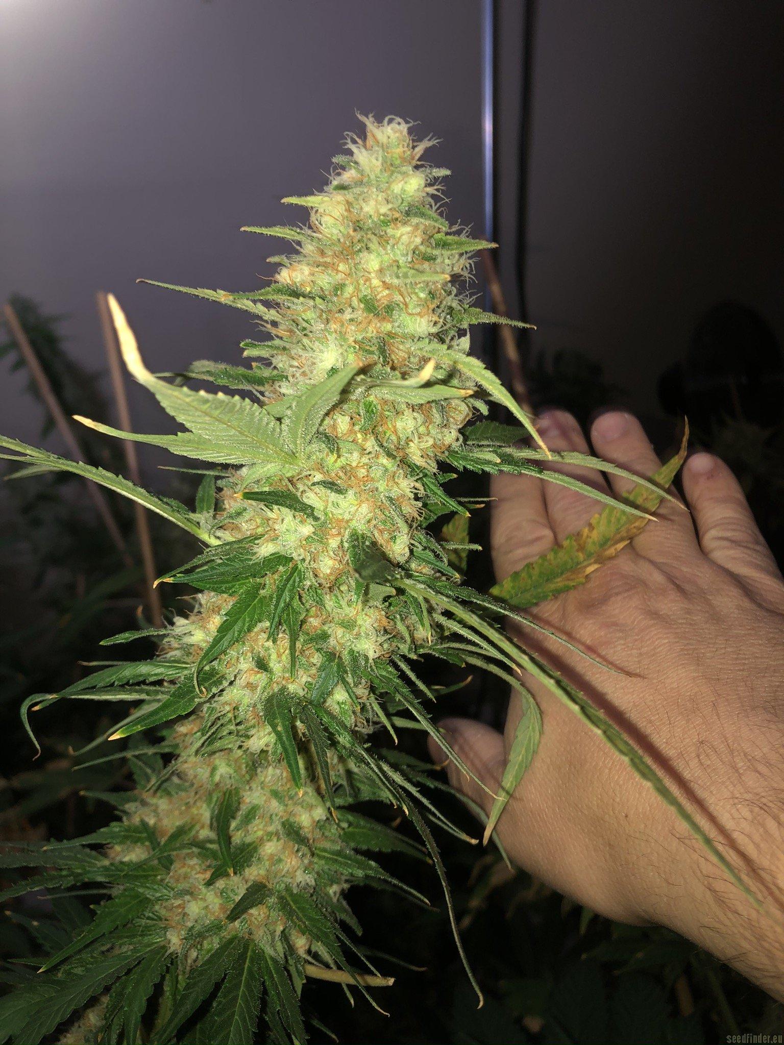 Purple Punch