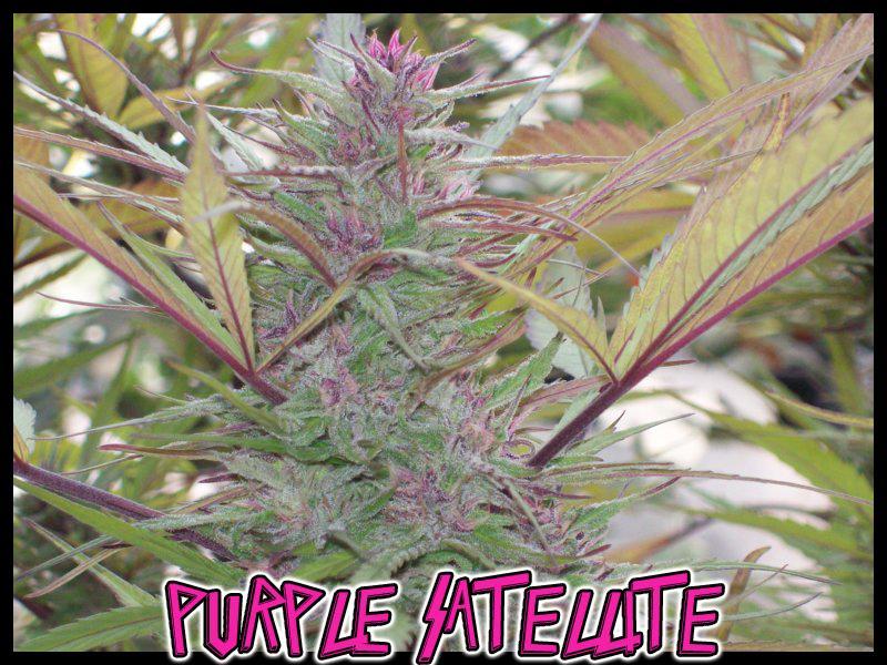 Purple Satellite