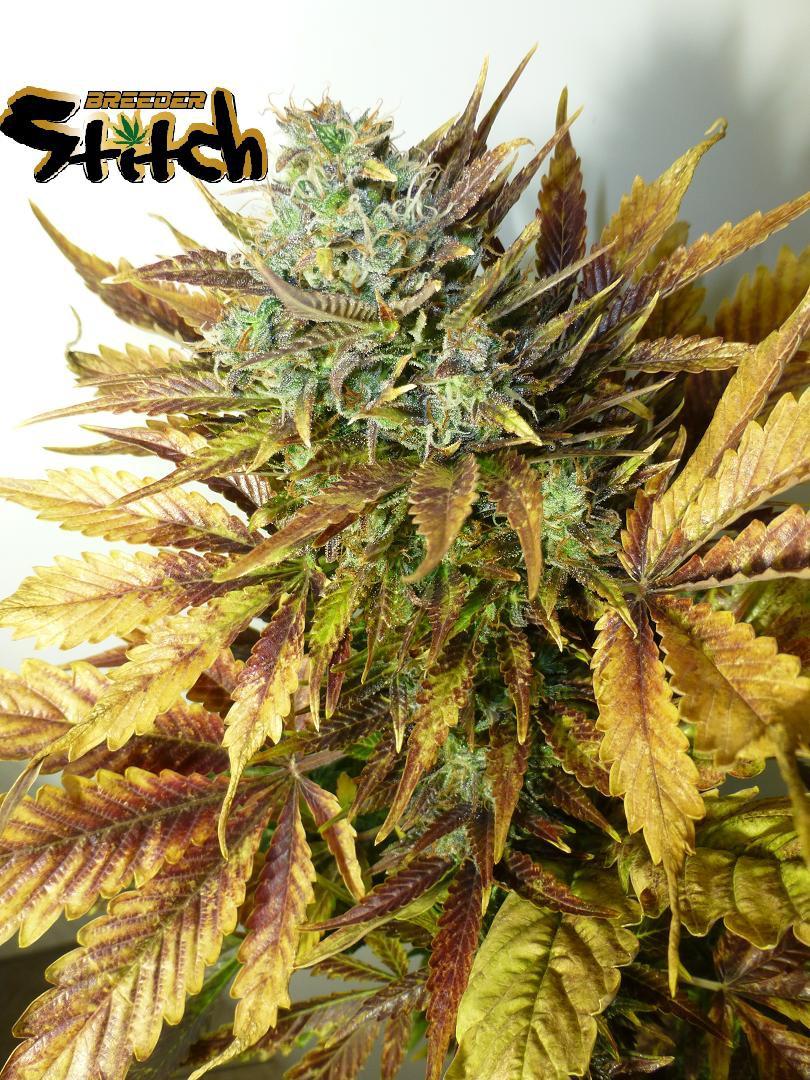 Purple Sirius Kush Auto