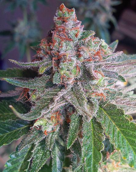 Purple Skunk Mass