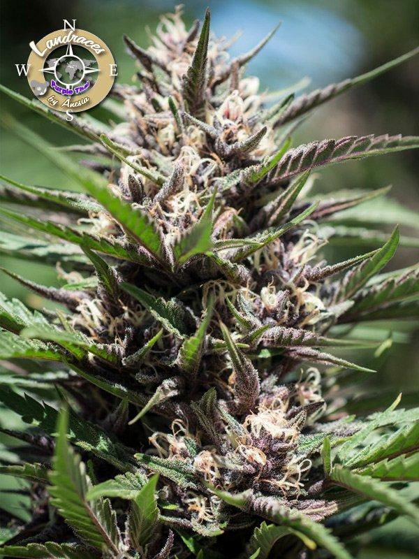Purple Thai