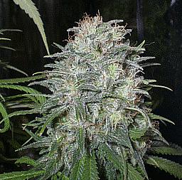 Purple Wreck