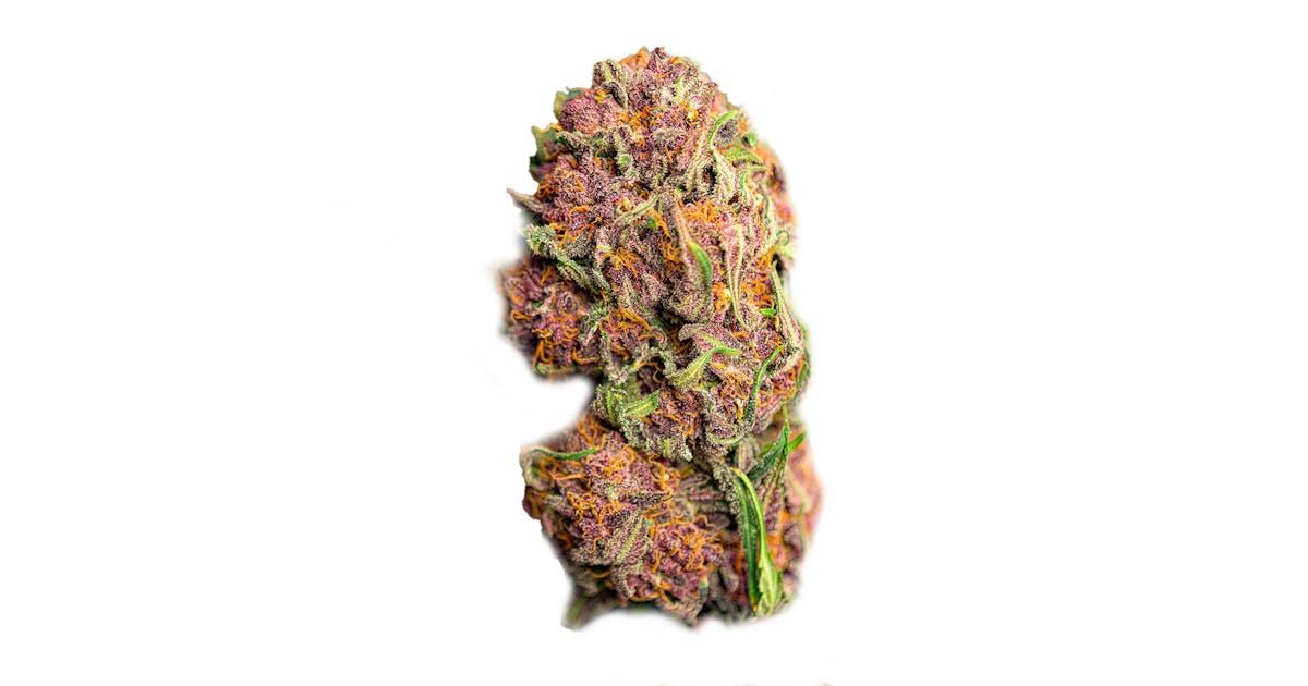 Red Mimosa XL Auto