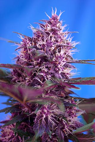 Red Poison Auto