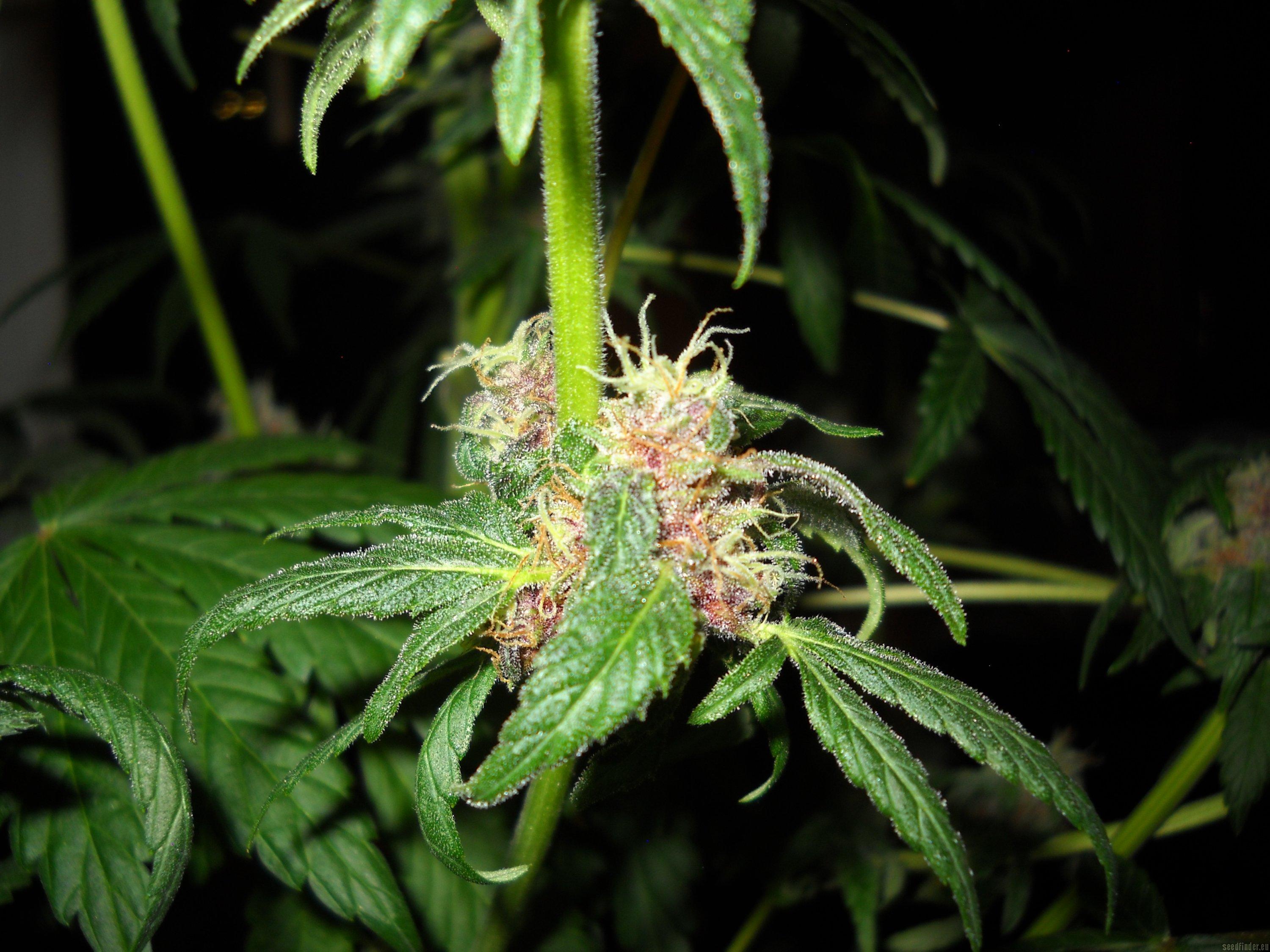 Red Purps