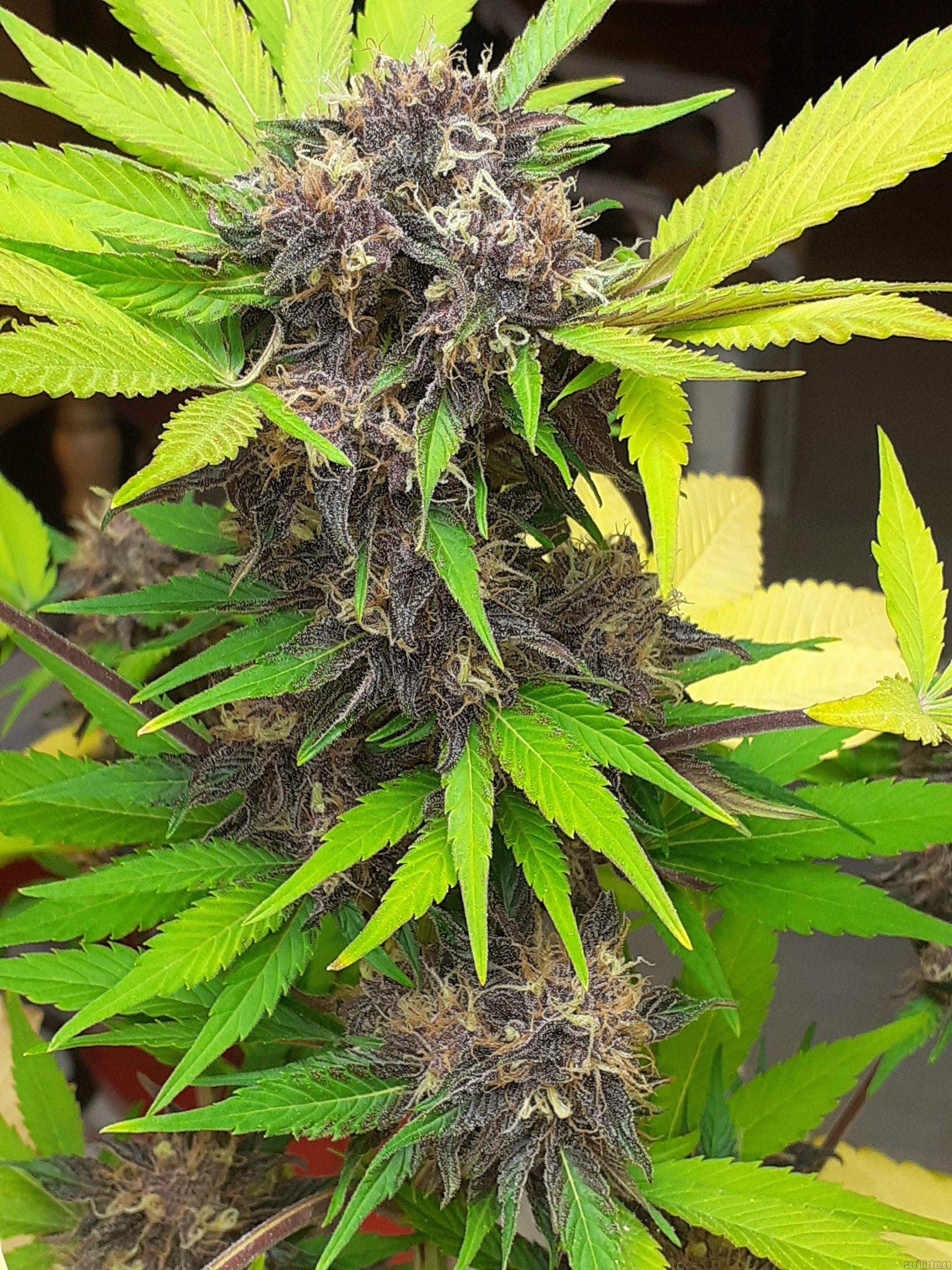 Red Strawberry Banana Auto