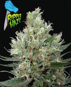 Ripper Haze