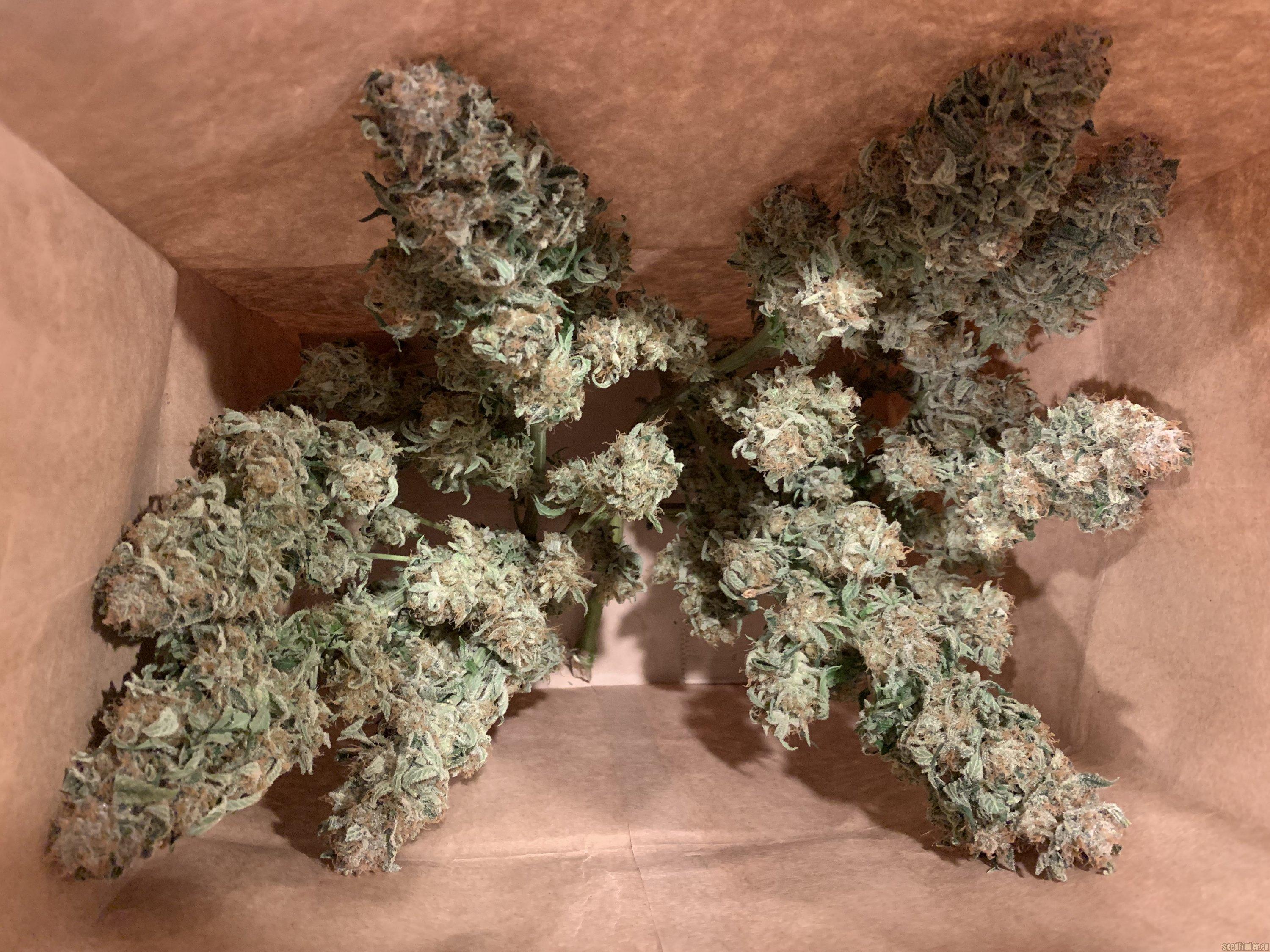 Romulan