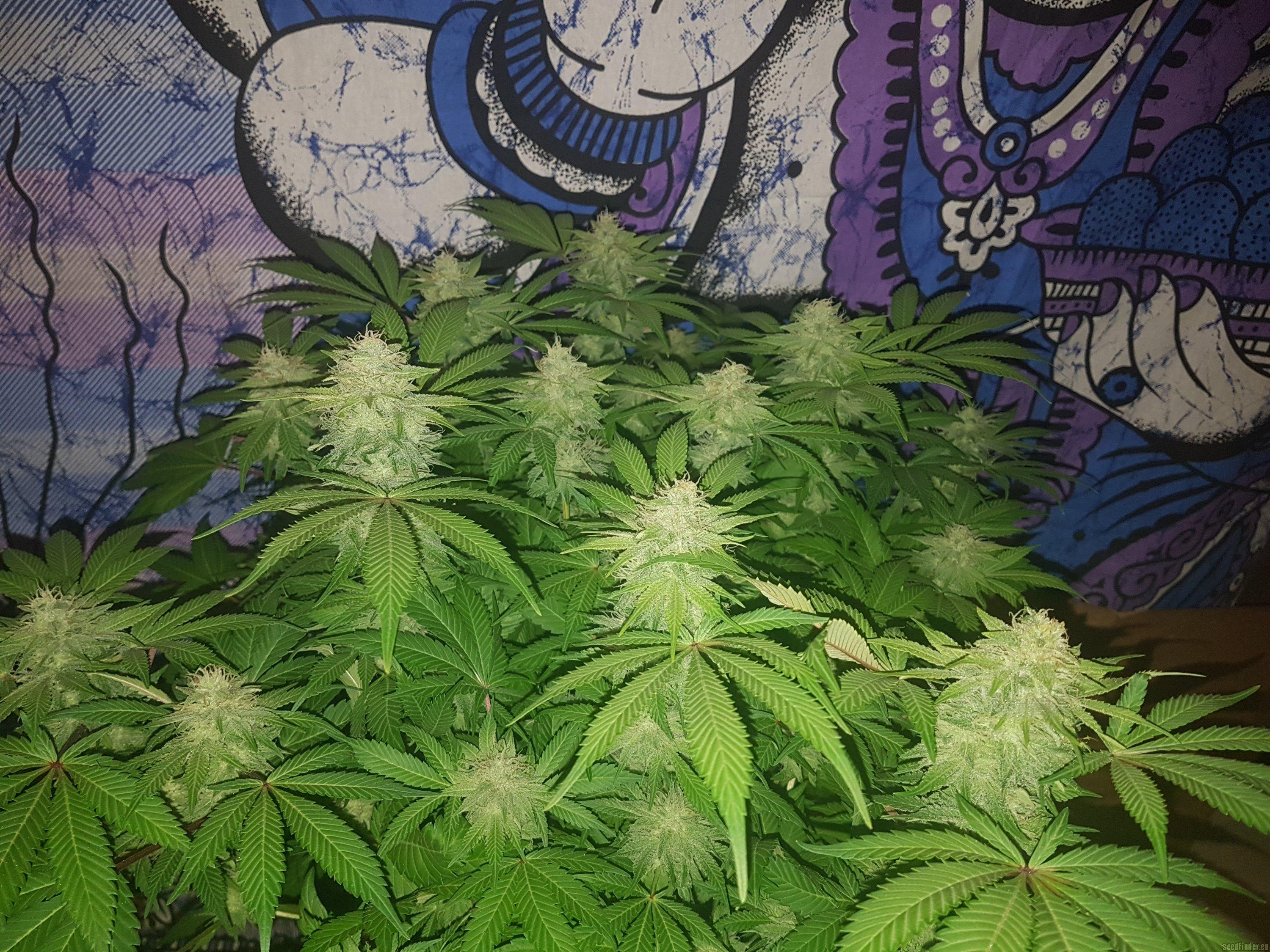 Royal Domina
